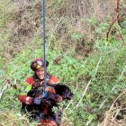Garú, un perro labrador de 13 años de edad, se cayó por una quebrada y fue rescatado por personal de Bomberos Quito, en Tumbaco.