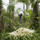 La transferencia única de $1.000 está destinada a 100.000 pequeños productores rurales en situación de pobreza.