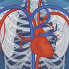 ¿Hinchazón en una pierna? ¿Heridas que no cicatrizan? Conoce los síntomas de alerta vascular