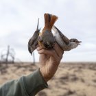 Caza. Jóvenes cazadores revisan al amanecer las redes instaladas en la costa del lago Al Bardawil, para contar y tomar las aves cazadas.