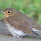 Las aves del campus de Loja se convierten en aliadas de la ciencia, la educación y la conciencia ecológica de toda la comunidad universitaria.