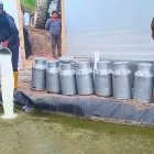 La leche que no lograr cruzar las vías, dice, se bota o se recolecta en fosas tratando de aprovecharla como fertilizante,  para luego esparcirla en el campo.