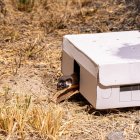 El Laboratorio Natural UIO ha recibido y liberado más de 160 animales silvestres, incluyendo aves, mustélidos y serpientes.