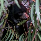 Especie. Los osos andinos de Ecuador forman parte de la rica biodiversidad de los Andes tropicales.