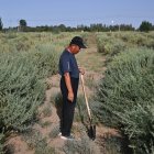 Esta fotografía, tomada el 12 de agosto de 2025, muestra a un hombre de pie con una pala en un campo de cistanche en la región norteña de Mongolia Interior.