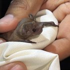 Los murciélagos se comunican a través de sonidos imperceptibles para el oído humano