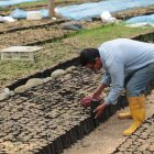 Oferta.    El mercado norteamericano absorbe hasta el 30 % de las exportaciones de cacao local.