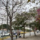 Jacarandá. El corredor de Los Ceibos, a la altura del hospital del IESS, esta planta muestra flores rosadas.