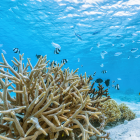 Los corales ya no pueden recuperarse del calentamiento global