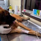 El Municipio de Guayaquil esterilizará perros y gatos durante varias jornadas que se realizarán en el norte y sur de la ciudad.