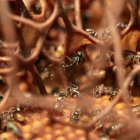 Las abejas nativas sin aguijón son aliadas invisibles de los ecosistemas tropicales y las comunidades que viven junto a ellas.