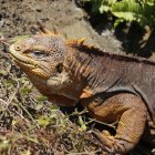 Especie. Las iguanas fueron liberadas en la isla Santiago para evitar sobrepoblación en la isla Seymour.