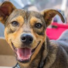 Guafyaquileños se denomina el evento, con actividades para perros, que se hará este 26 de octubre.