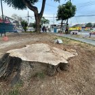 Guayacanes. Esta zona cuenta con varios parques, pero muchos tienen árboles mutilados.