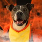 Más de 50 perros y gatos esperan encontrar un hogar durante el UBAween 2025