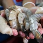 Ecuador deja de ser un país eminentemente petrolero para convertirse en una potencia camaronera.