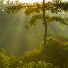 El nuevo papel del CO2 en la selva amazónica