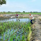 En su segunda jornada laboral del día, trabajadores del sector La Seca, abonan el terreno donde hay miles de plantas de arroz.