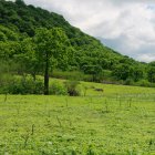 Bosque. Más de 2.000 hectáreas pasaron a ser Área Protegida.
