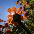 Fotografía de flores de cempasúchil, usada tradicionalmente para adornar altares, ofrendas y tumbas en temporada de Día de Muertos este viernes, en Tenango del Valle, Estado de México (México).