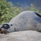 Lobo. El lobo marino (zalophus wollebaeki), especie emblemática de Galápagos, está en peligro de extinción.