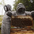 Una persona saca miel de un panal de abejas.