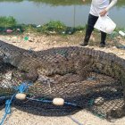 El cocodrilo fue primero puesto en malla hasta la llegada de las autoridades.