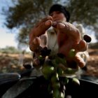 Imagen de una mujer palestina que recoge aceitunas en un campo.