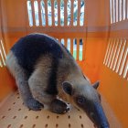 Oso Hormiguero rescatado en La Aurora