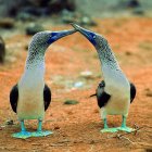 Los piqueros de patas azules que hay en las Islas Galápagos.