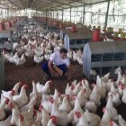 El sector avícola es uno de los que consumen el alimento balanceado que entre sus ingredientes tienen maíz.