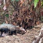 Las zarigüeyas que son encontradas en zonas urbanas de Guayaquil son liberadas en su hábitat.