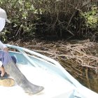 Pescadores han constatado una poda agresiva y mala disposición de los desechos de la misma en el estero Salado