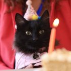 Malike Coffee es una cafetería con un menú enfocado en las mascotas. Aquí puedes festejar el cumpleaños de tu peludito.