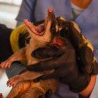 Las zarigüeyas son animales silvestres que llegan a la ciudad en busca de comida y refugio. Tras alertas ciudadanas, personal de Segura EP los rescatan para devolverlos a su hábitat.