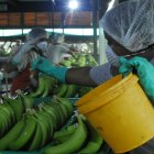 El banano es uno de los productos que entra actualmente con sobretasas a Estados Unidos.