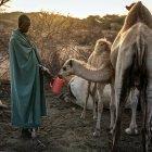 El pastor samburu Naimalu Lentaka, ofrece leche a una cría de camello después de ordeñar camellos al amanecer cerca de Sereolipi, el 29 de septiembre de 2025.