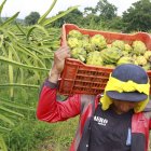 La pitahaya es uno de los productos ecuatorianos que ingresará a Estados Unidos sin pagar aranceles recíprocos.