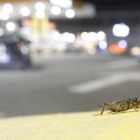 Los grillos llegan junto con las primeras lluvias.