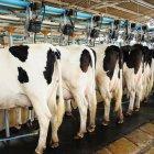 La leche y nata concentraron el 61% de las exportaciones totales, con un crecimiento de 229%.