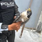 Halcón peregrino, rescatado al norte de Guayaquil.