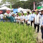 Capacitación. Expertos del congreso muestran a agricultores mejores técnicas de productividad.