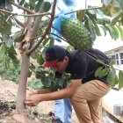 Un alumno mide el grosor de la planta en el cultivo que está al interior de la Universidad Católica.
