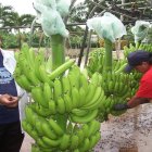 El El Oro existirían entre 4.000 y 5.000 hectáreas sembradas de manera irregular.