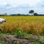 Los datos revelan que el arroz se mantiene como el cultivo predominante, seguido del cacao.