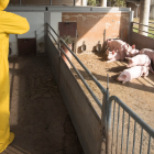 Ecuador intensifica los protocolos de bioseguridad para proteger la producción porcina nacional.