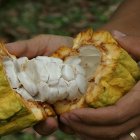 Entre los productos que dejaron de estar sujetos a aranceles recíprocos están el café, cacao, piñas, mangos, pitahaya, banano, palmito y flores.