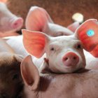 Aunque la Peste Porcina Africana no afecta la salud humana, su capacidad de dispersión en una amenaza de alto nivel para la industria porcina.