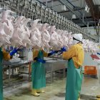 Desde los primeros meses del año el sector avícola se prepara para atender la demanda de Navidad y Fin de Año