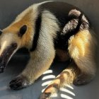 Oso hormiguero rescatado en vía a la costa.